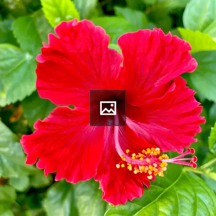 Hibiscus flower in Masjid Jamek