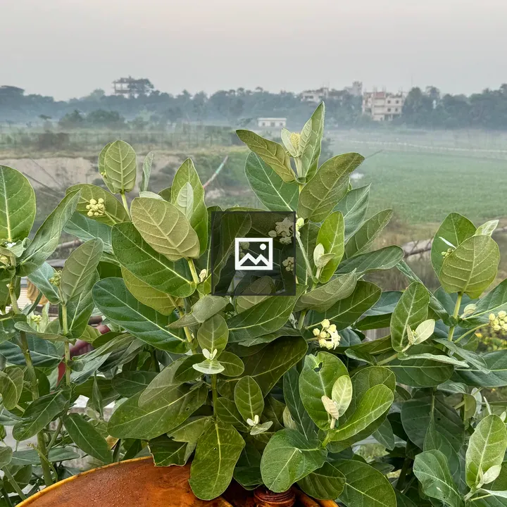 Leafy plant with buds by misty river