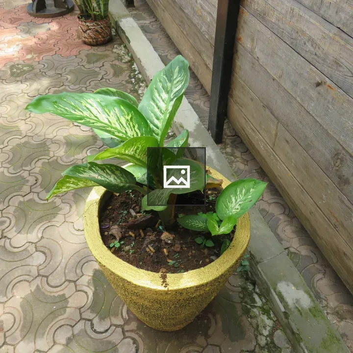 Green variegated plant in yellow pot