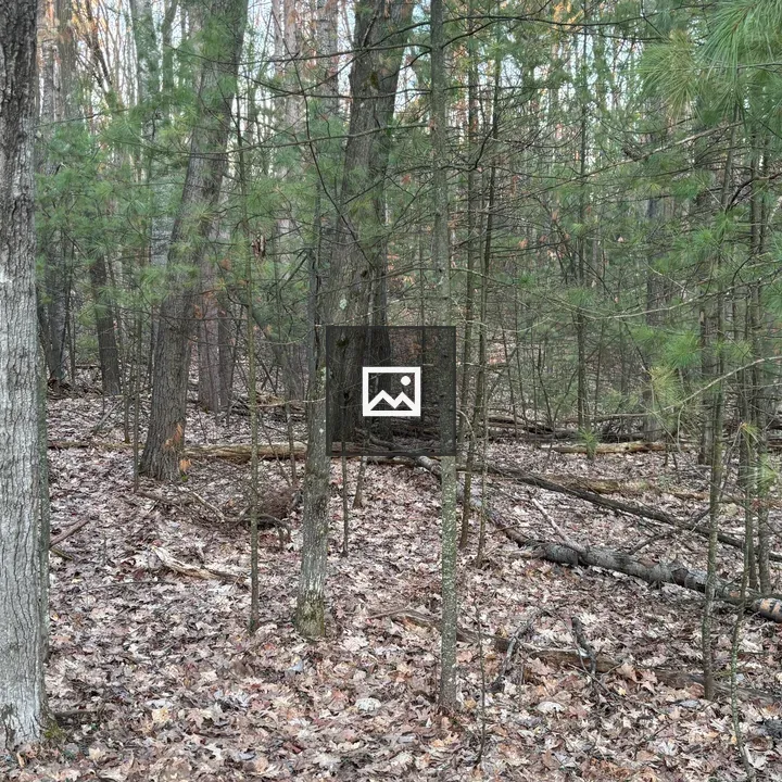 Forest view with hardwoods and evergreens