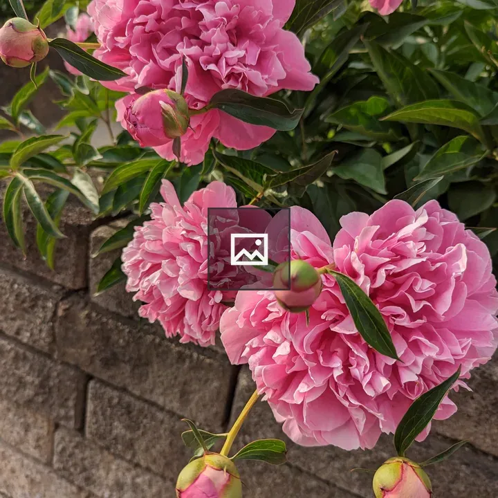 Pink Flowers with Buds