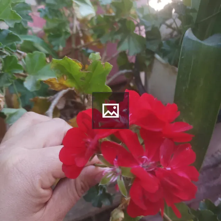 Hand Holding Red Geranium