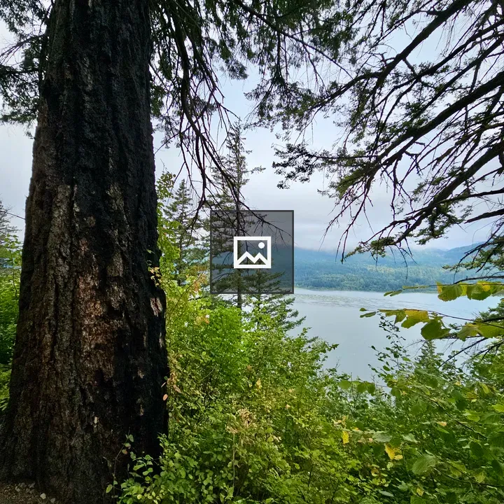 Giant tree trunk beside forest trail