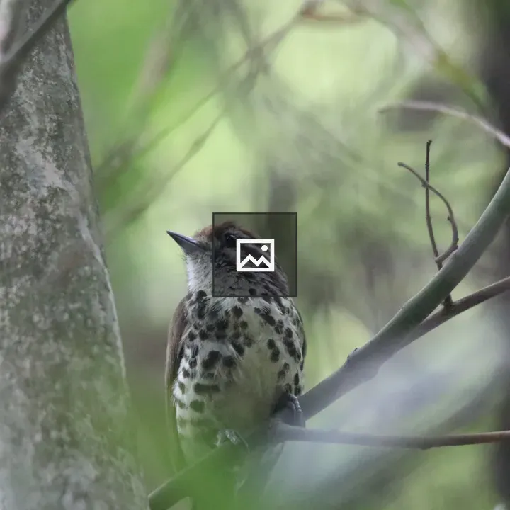 Speckled Piculet on Branch
