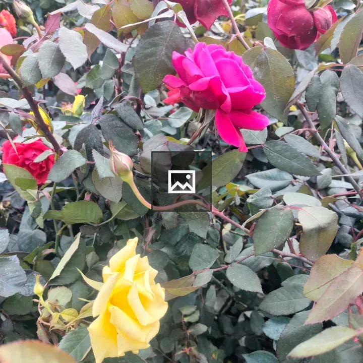 Pink and Red Roses Garden