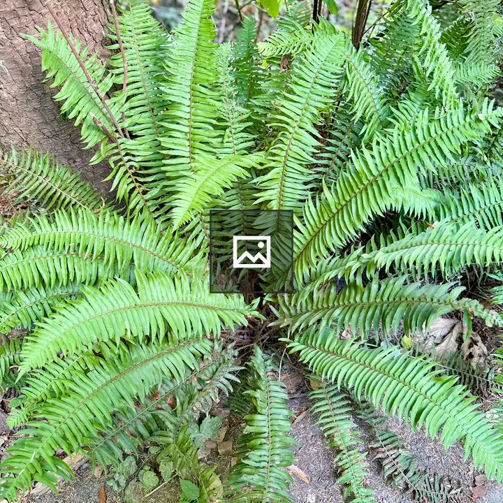 Sword fern beside tree trunk