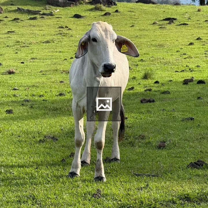 White cow in green field