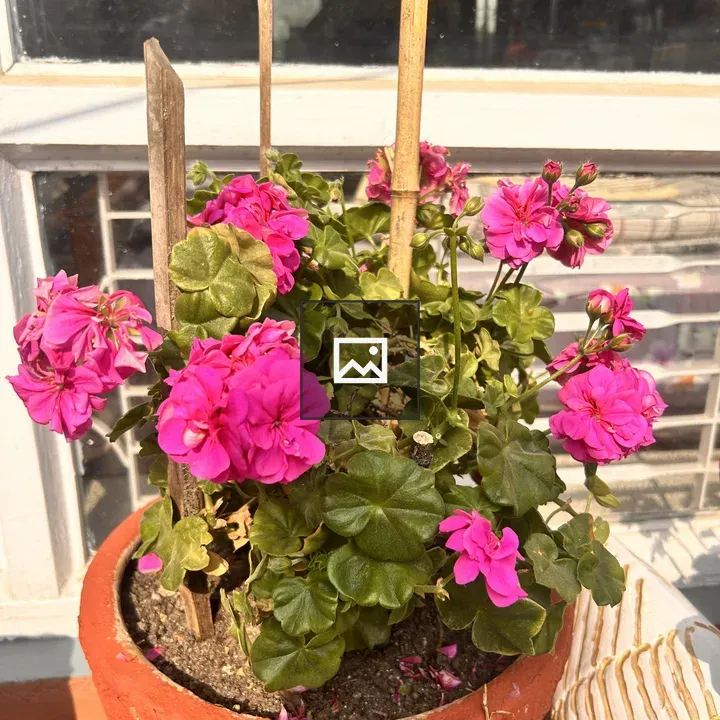 Terracotta Pot with Pink Flowers