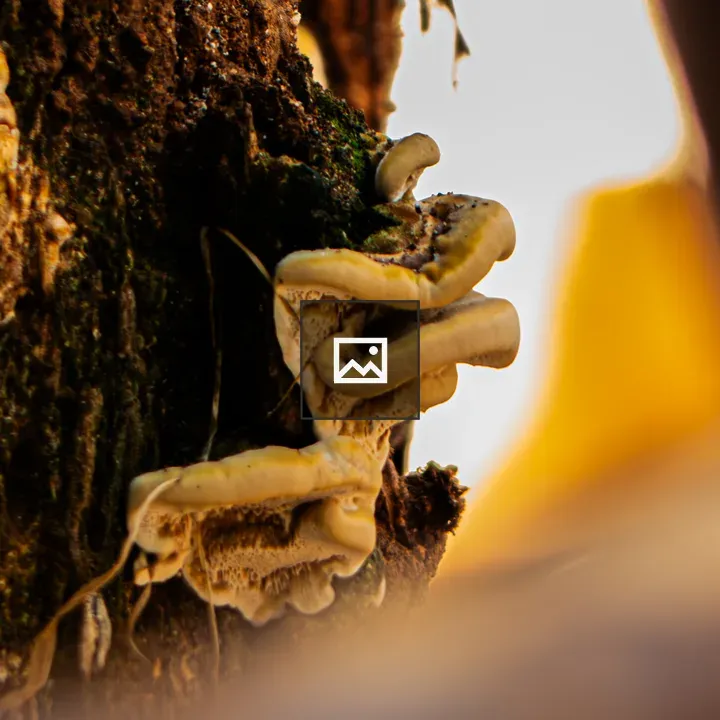 Cream-colored bracket fungi on tree bark