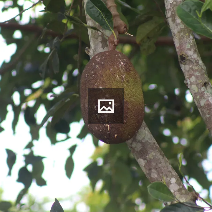 Jackfruit on the Tree