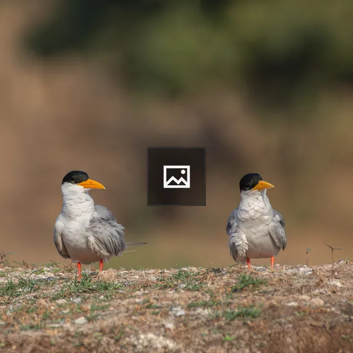 Two river terns on sand