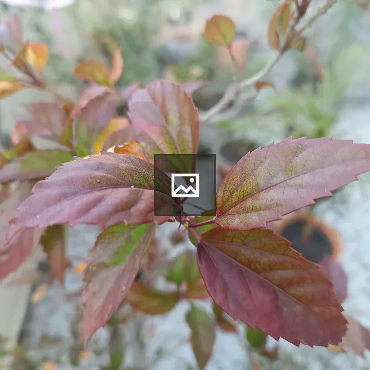 Beautiful purple and green leaf