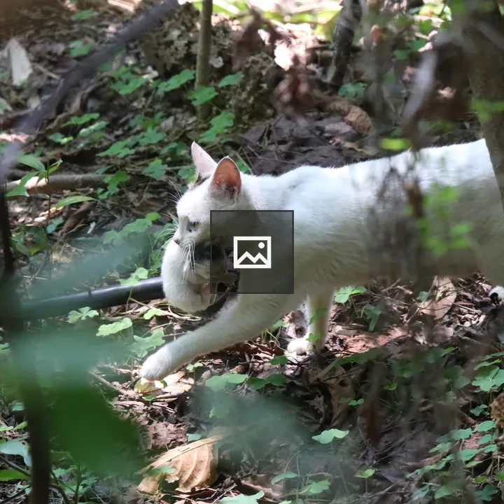 White Turkish Angora mother cat with kitten