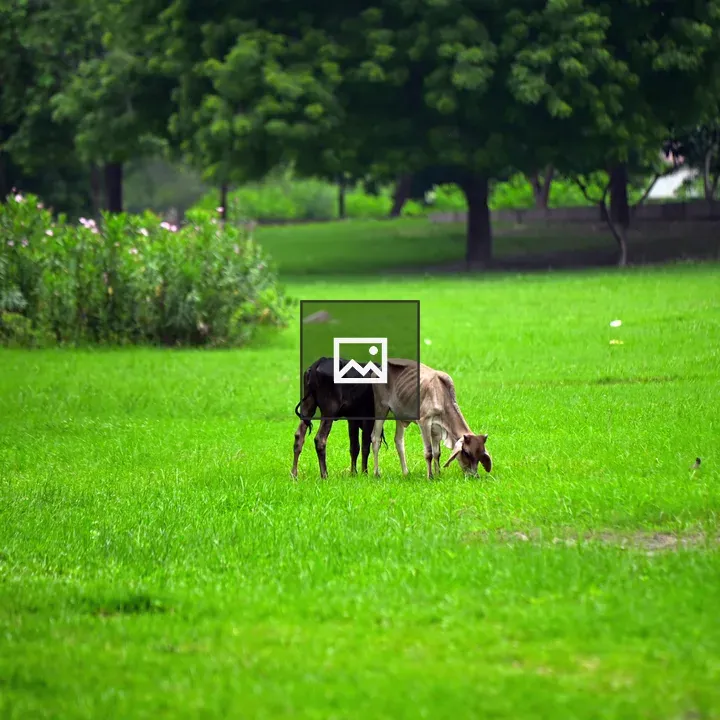 Calf in Grass Landscape