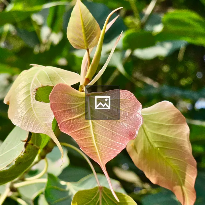 New leaves of Ficus religiosa