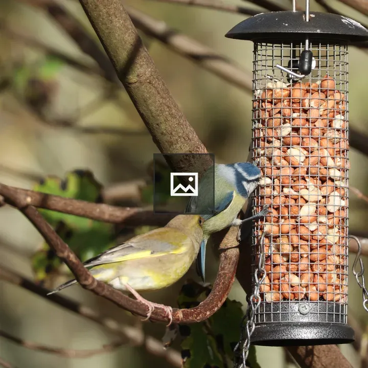 Green Finch and Blue Tit Scene