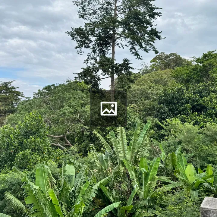 Scenic forest viewpoint