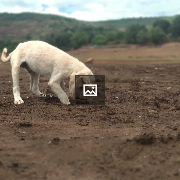 Dog Playing in Dirt