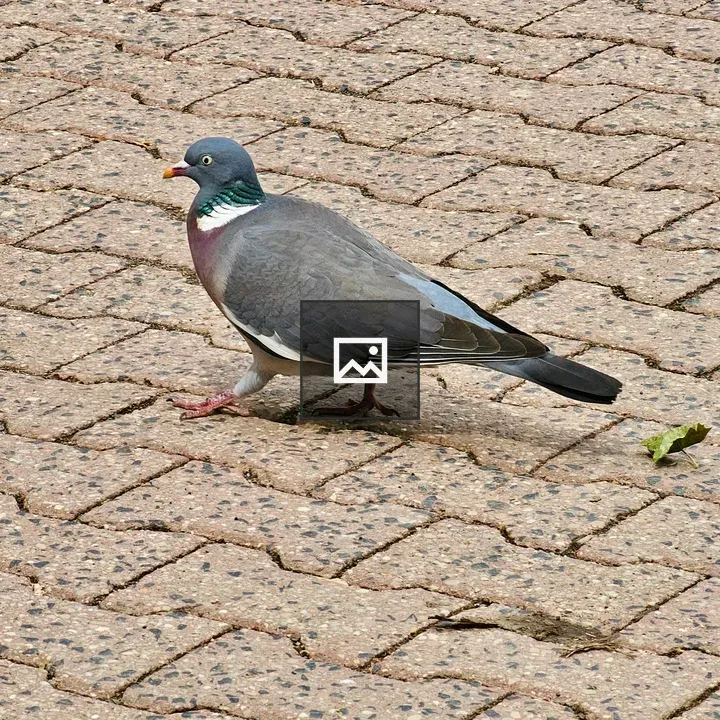 Common Wood Pigeon on Path