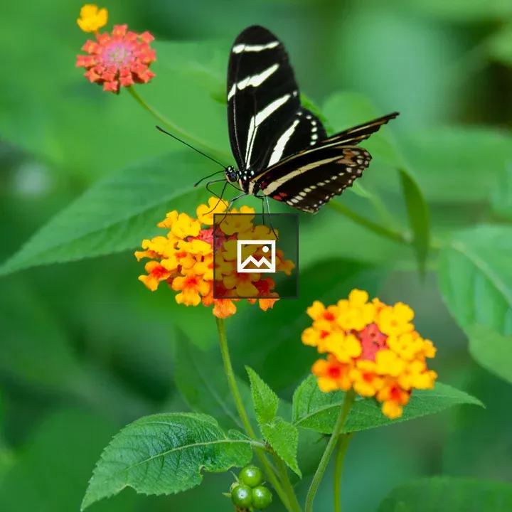 Black and white butterfly in garden