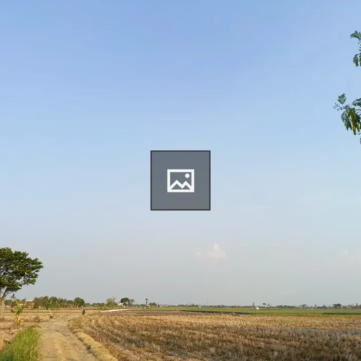 Rice fields in dry afternoon