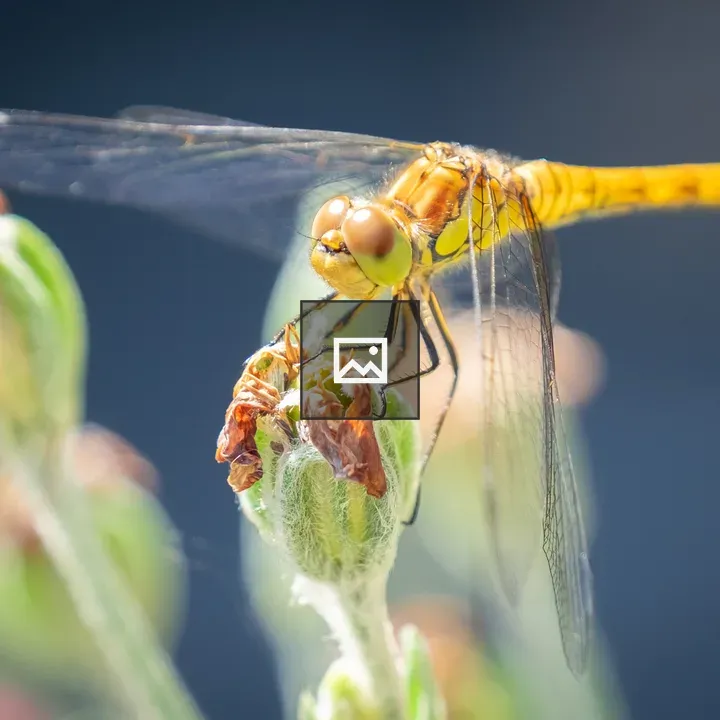 Dragonfly on a flower bud