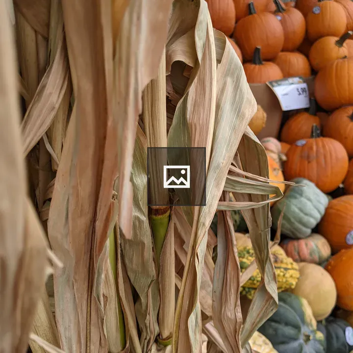 Corn shocks at a pumpkin sale