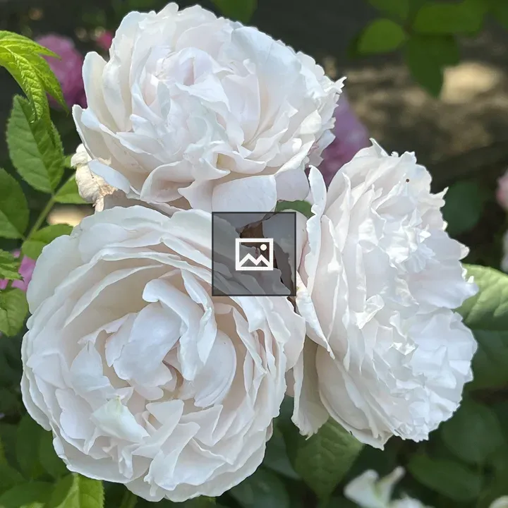 Three pale white roses