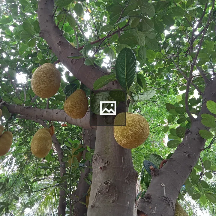 Jackfruit Tree with Hanging Fruit