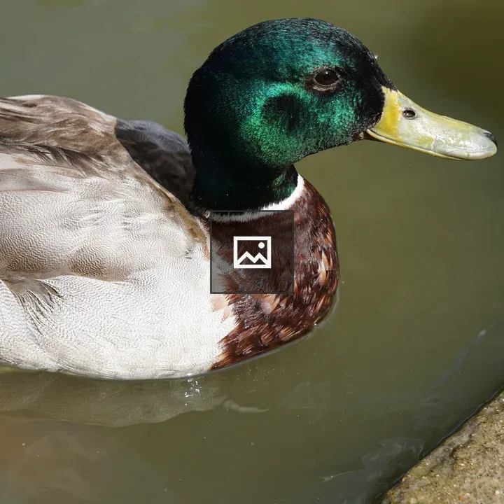Mallard Duck Close-Up