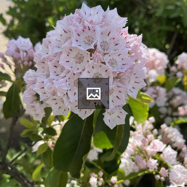 Mountain Laurel Flowers