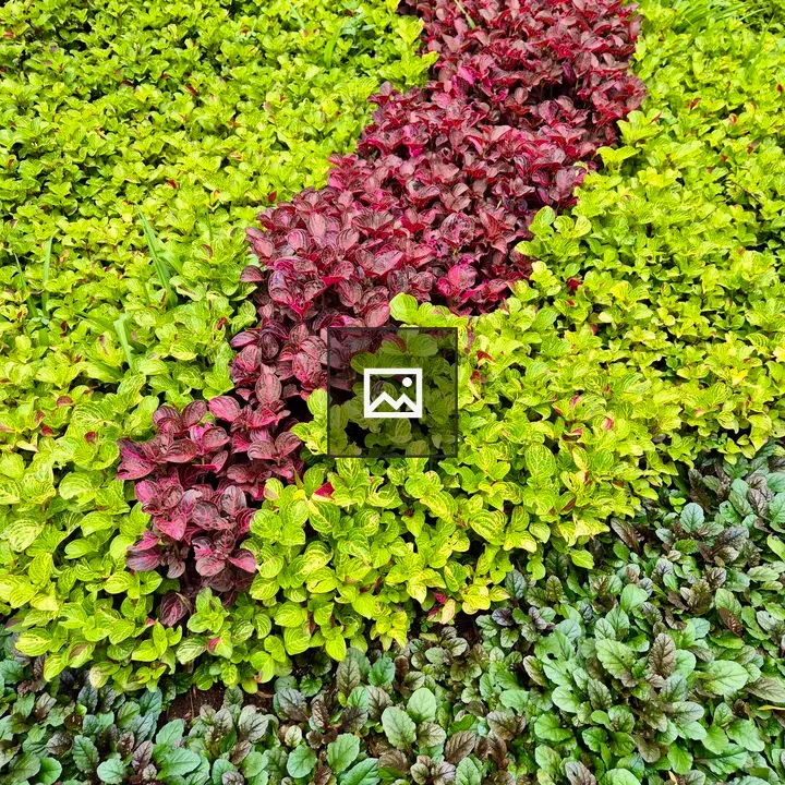 Striped garden bed foliage