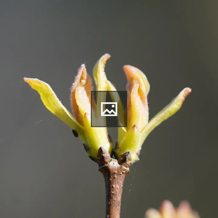 Begining of leaf shoots on a maple tree