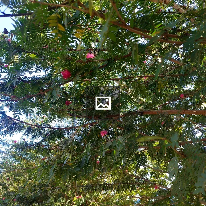 Green canopy with pink flowers