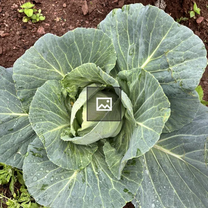 Green cabbage plant close-up