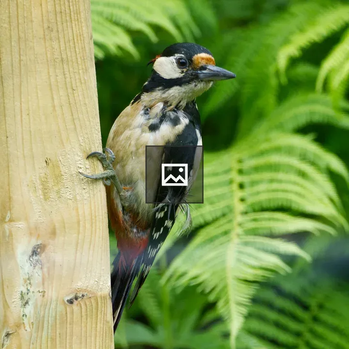 Great spotted woodpecker portrait