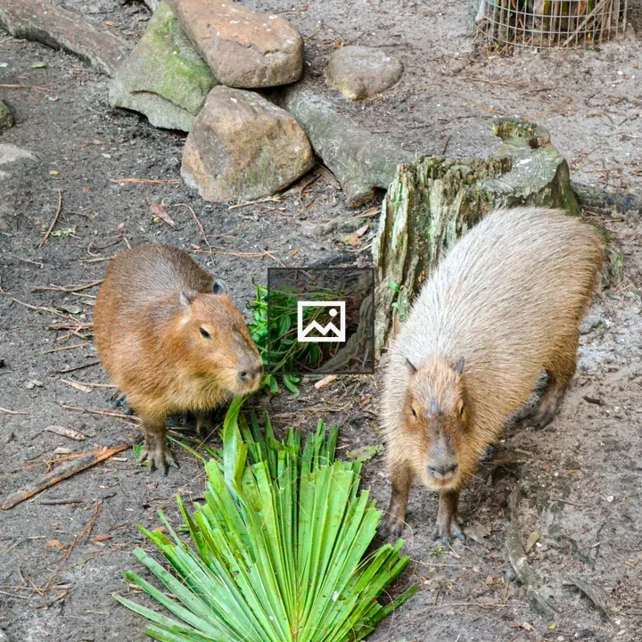 Capybaras in Zoo
