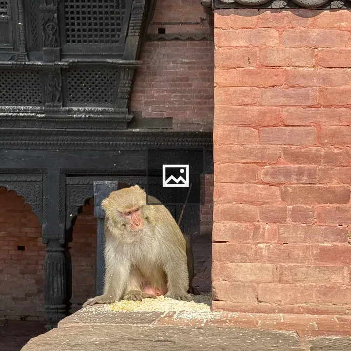 Monkey on stone ledge