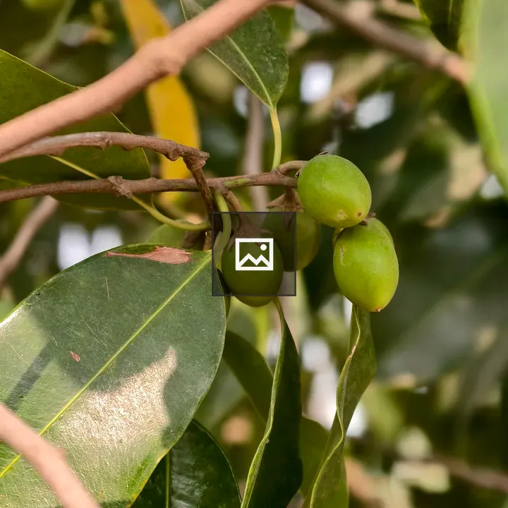 Young green fruits cluster