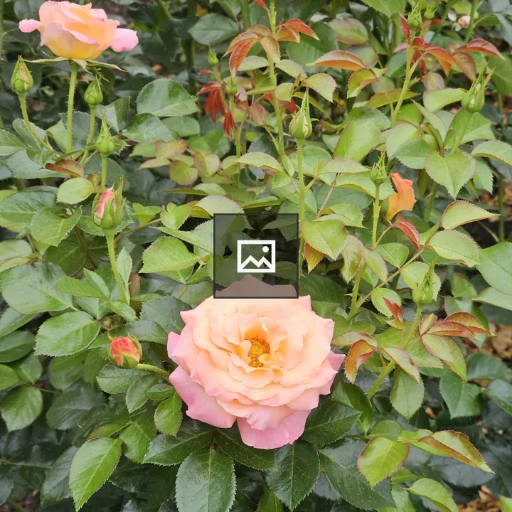 A peach-pink rose in bloom