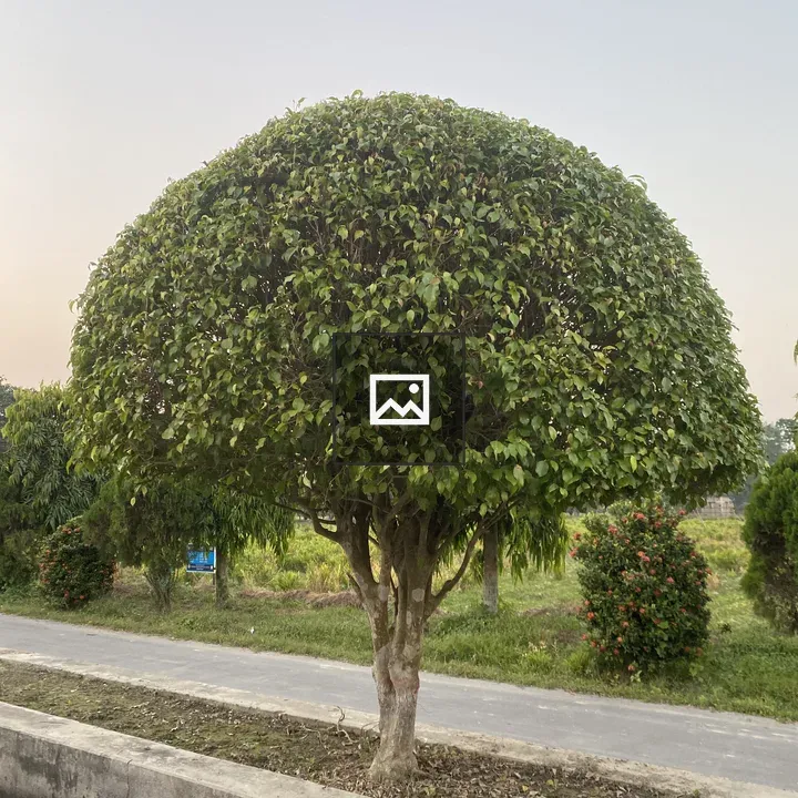Tree by a Narrow Road