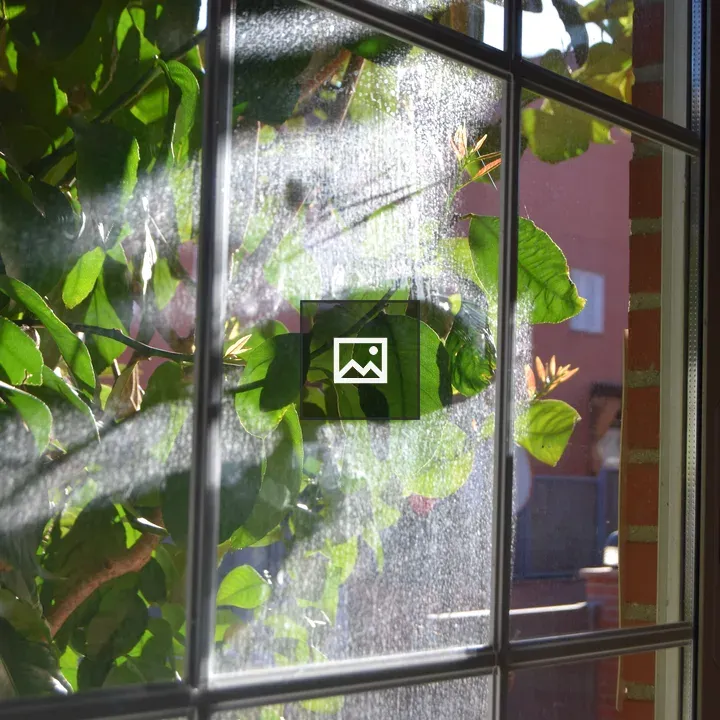 Sunlit Green Leaves Through Window