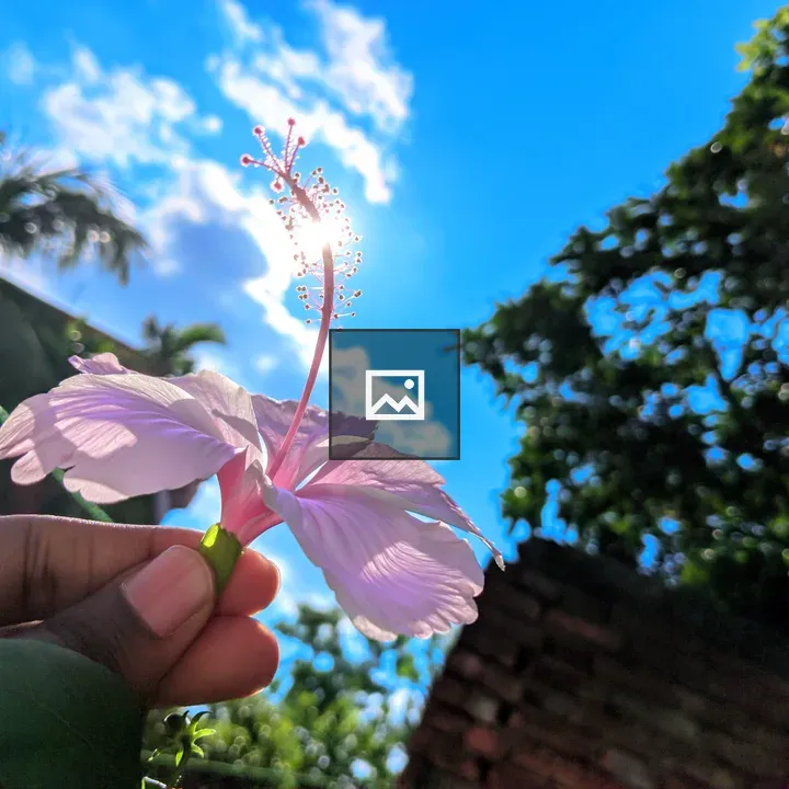 Hibiscus Flower Held in Sunlight