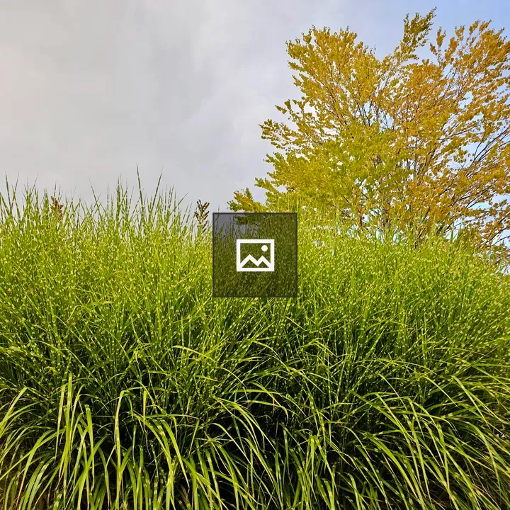 Dense ornamental grass bush