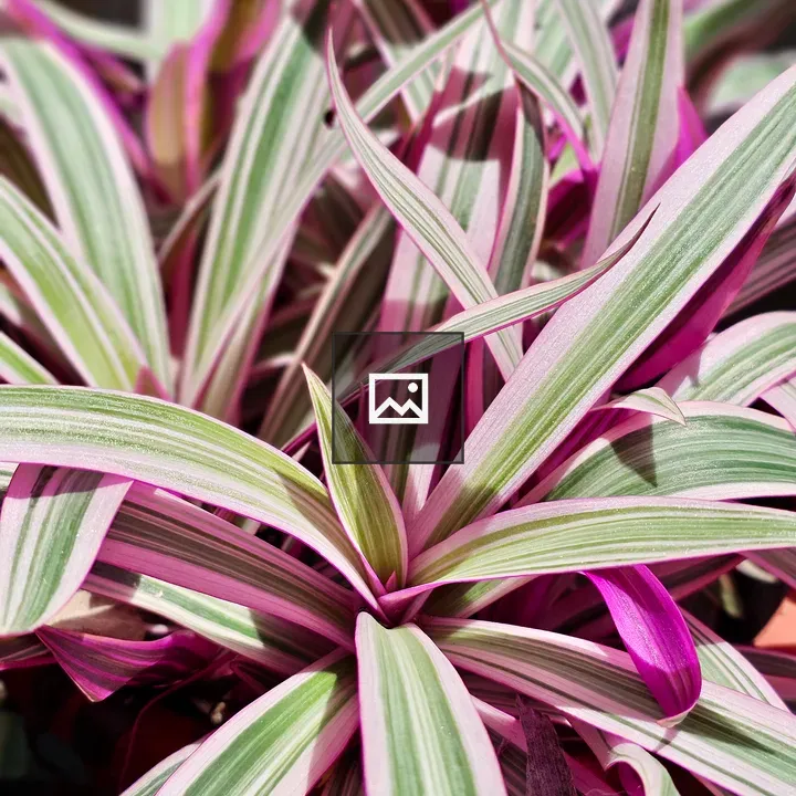 Tradescantia leaf close-up