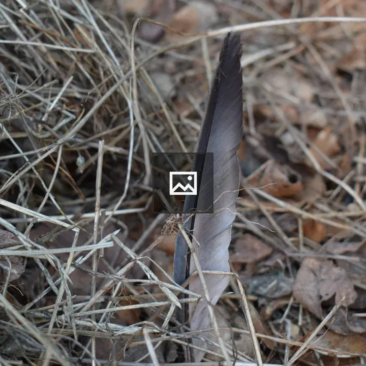 Feather of Bird in Leaves