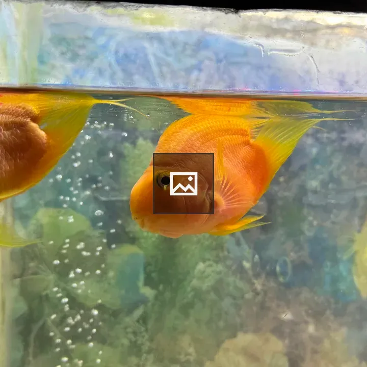 Two colorful fish in aquarium