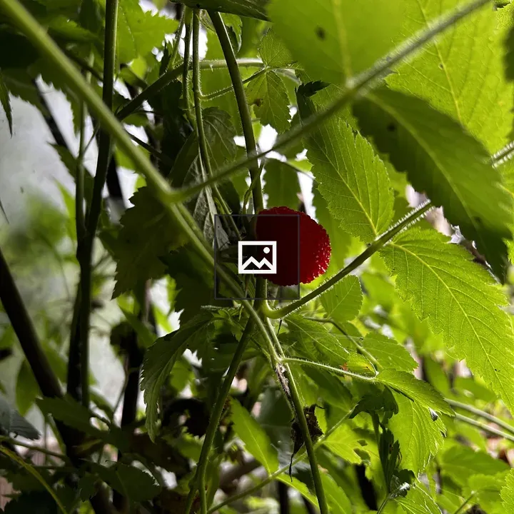 Wild raspberry in Costa Rica