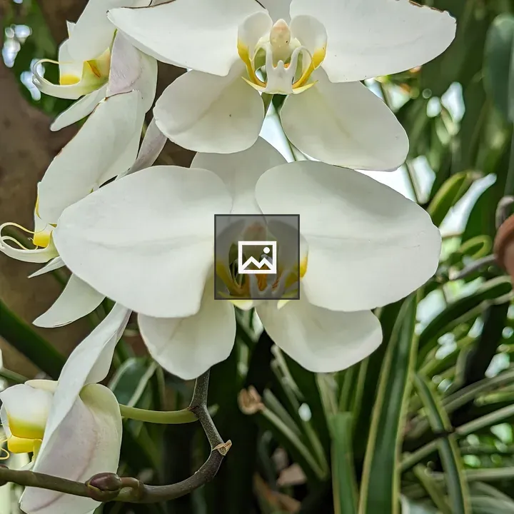 White and yellow orchids