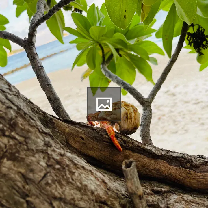 Hermit crab on leaves